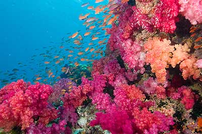 Rainbow-reef-Taveuni.jpg